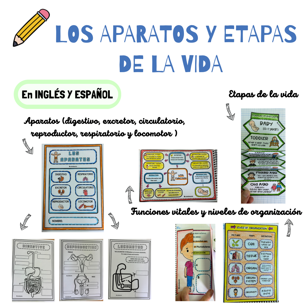 🟢APARATOS, FUNCIONES VITALES y ETAPAS DE LA VIDA🟢 en INGLÉS Y ESPAÑOL