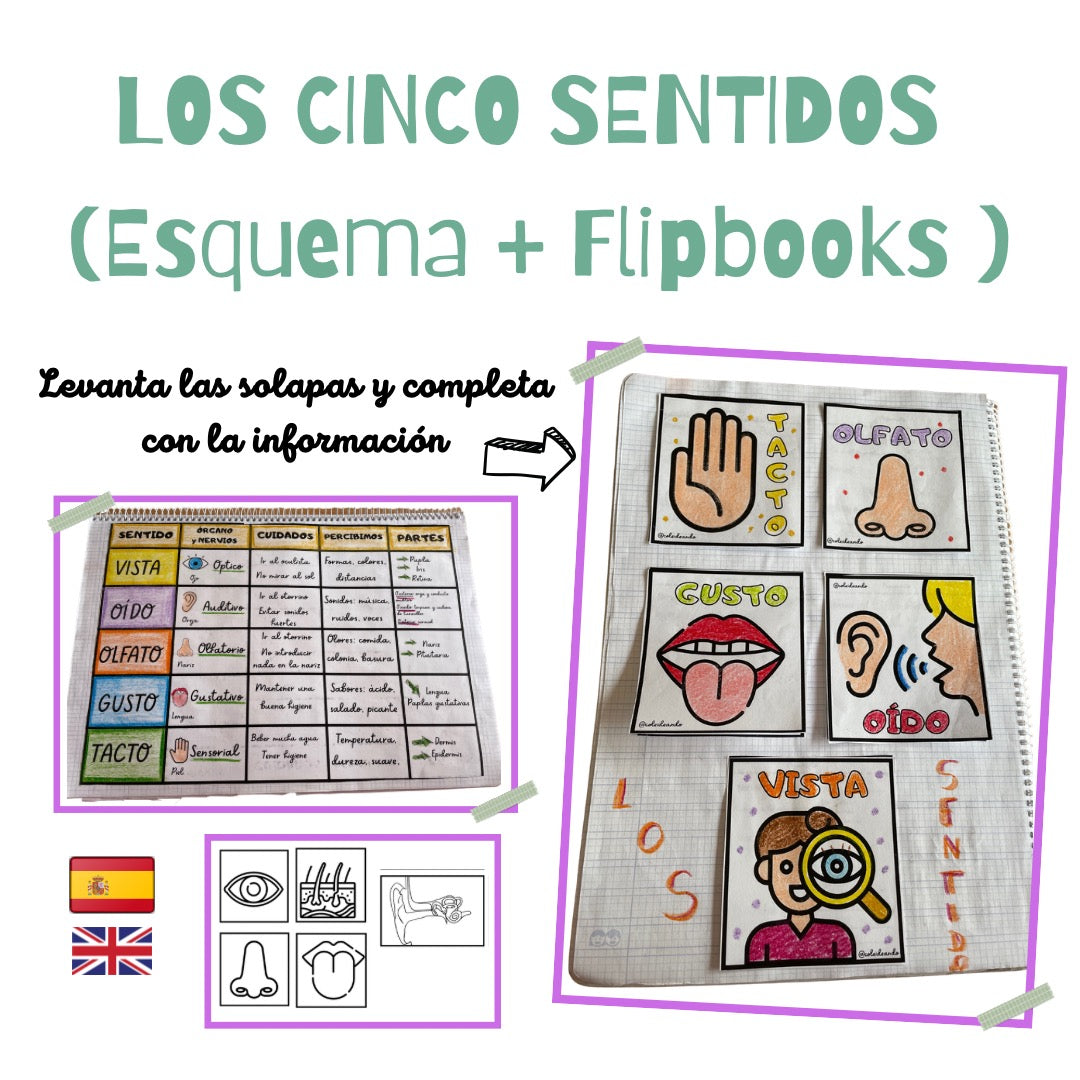 🟢 FLIPBOOK LOS 5 SENTIDOS 🟢 Inglés 🇬🇧y Español 🇪🇸 Cuadernillo Coleideando educación primaria